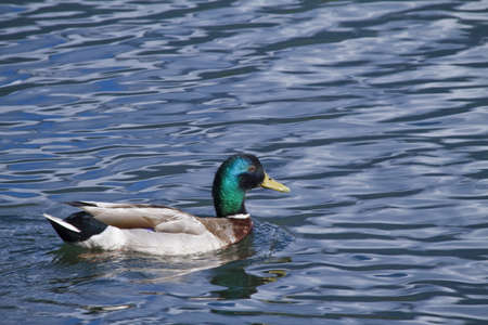 Duck  & waters
