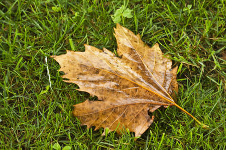 Autumnの写真素材