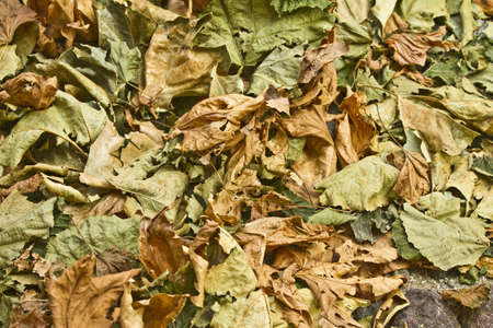 Autumnの写真素材