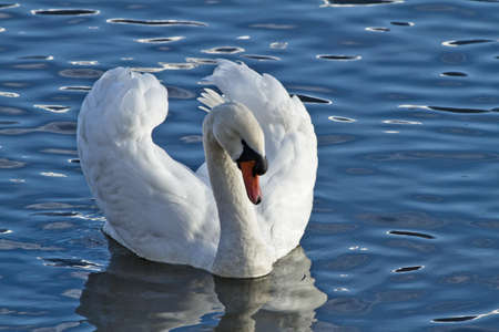 Swanの写真素材