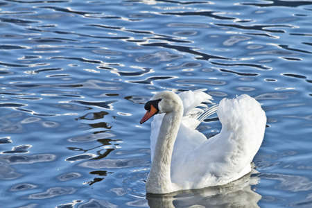 Swanの写真素材