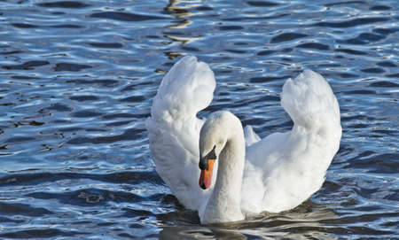Swanの写真素材
