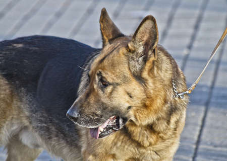 Dogの写真素材