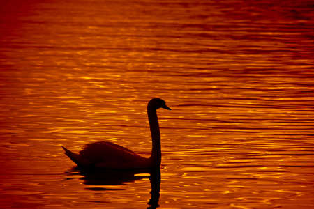 Swanの写真素材