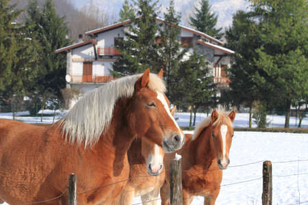 horsesのeditorial素材