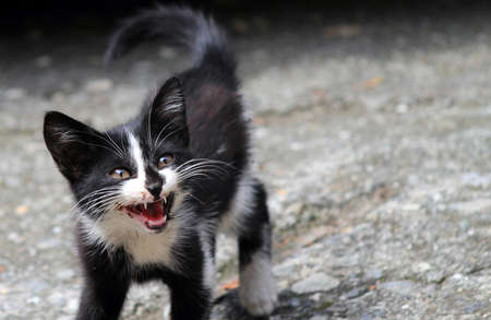 little cat waiting for food in a little square の写真素材