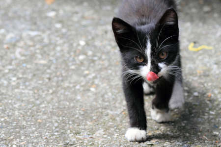 little cat waiting for food in a little square の写真素材