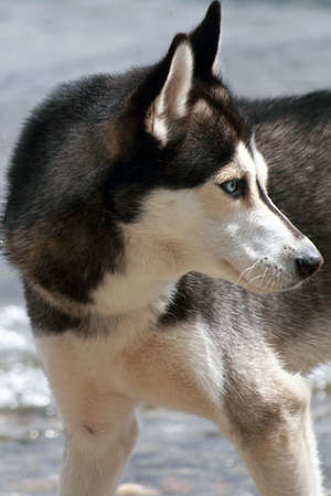 young husky waiting for the ball to catchの写真素材