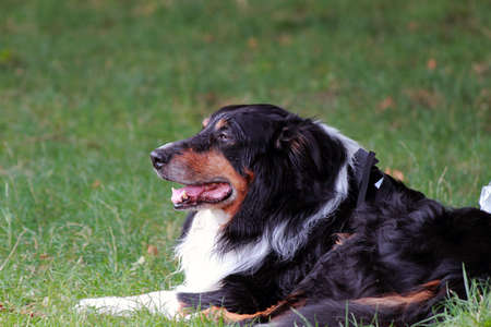dog relaxing on a field, Como lakeの写真素材