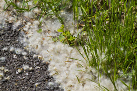 Allergyの写真素材