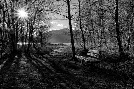Bench in the park. Black and white photo. High quality photoの写真素材