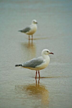 Two seagulls on the beachの写真素材