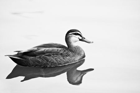 A duck reflected in a pondの写真素材
