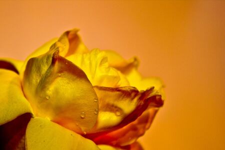 Flower Close up の写真素材