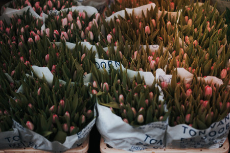 Bouquets of pink tulip buds at market stall in Spring.の写真素材