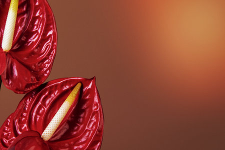 Anthuriums border, brown background, design spaceの写真素材