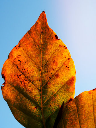 Details on an orange and yellow autumn leaf.