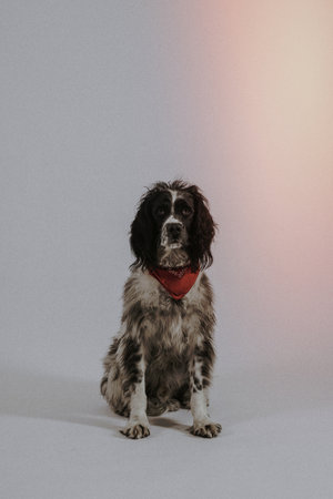 English Springer Spaniel dog sitting