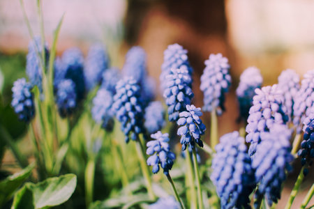 Distinctive blue flowers with green stems in garden in Spring.の写真素材