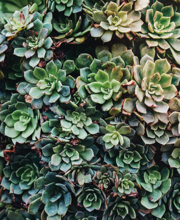 Green succulents.