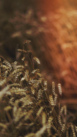 field of barley in the summerの写真素材
