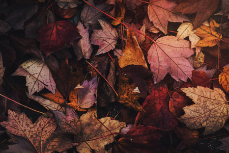 ground full of fall leaves