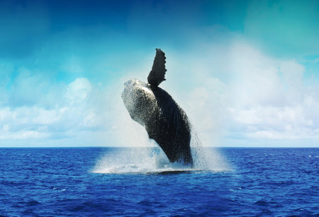 whale surfacingの写真素材