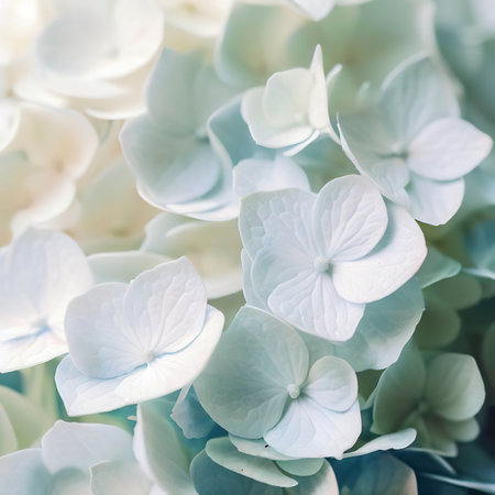 Closeup of white hydrangea flower bushの素材