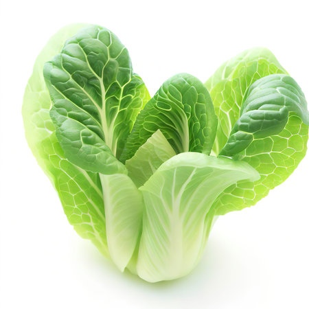 fresh baby cos (lettuce) on white backgroundの素材