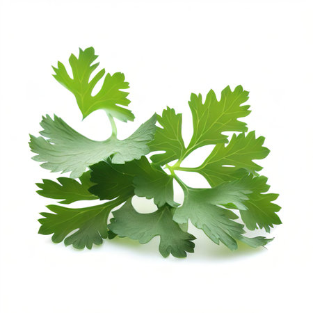 coriander isolated on white backgroundの素材