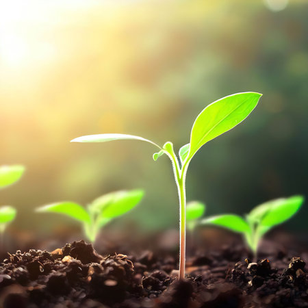 Development of seedling growth Planting seedlings young plant in the morning light on nature backgroundの素材