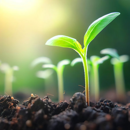 Development of seedling growth Planting seedlings young plant in the morning light on nature backgroundの素材