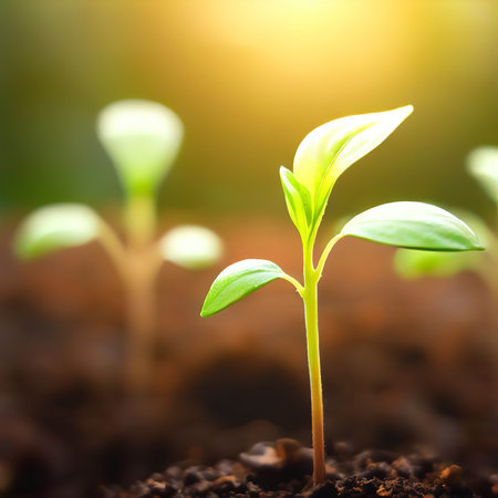 Planting seedlings young plant in the morning light on nature backgroundの素材