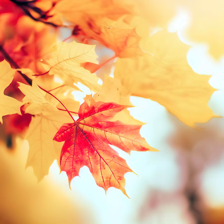 Autumn maple leaves in park. Yellow, red and orange colors. Airy tree branch against blurred sky. Fall in nature and weather conceptの素材