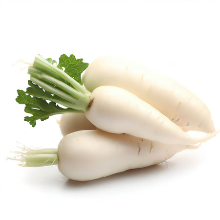 Daikon radishes isolated on white backgroundの素材