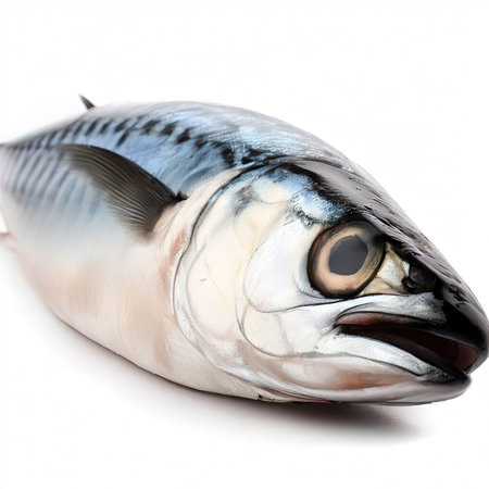 Raw mackerel fish isolated on white backgroundの素材