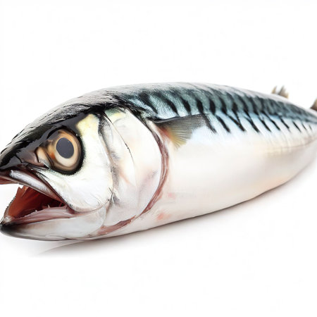 Raw mackerel fish isolated on white backgroundの素材