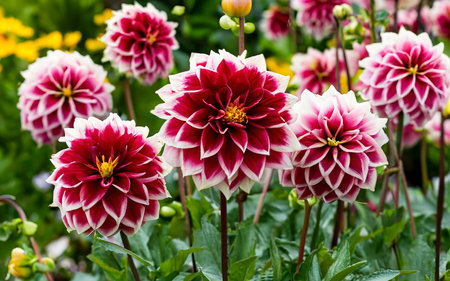 Colorful dahlia flowers in the gardenの素材