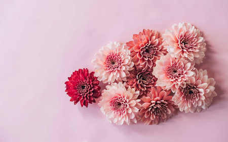 Beautiful pink flowers on a pink background. Floral backgroundの素材