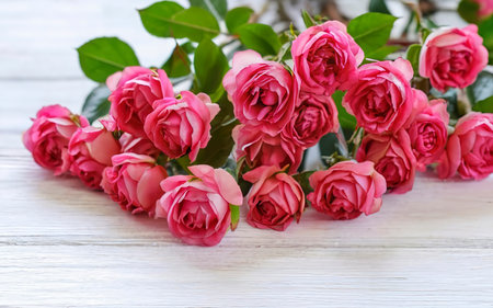 Small pink bush roses on a white background with a place for textの素材