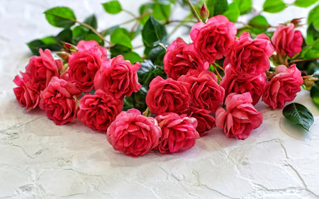 Small pink bush roses on a white background with a place for textの素材