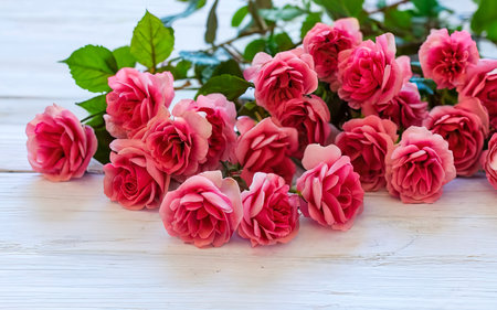 Small pink bush roses on a white background with a place for textの素材