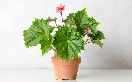 Begonia plant in pot, on white backgroundの素材