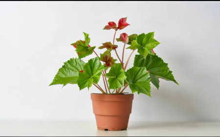 Begonia plant in pot, on white backgroundの素材