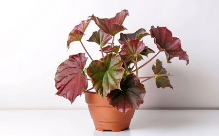 Begonia plant in pot, on white backgroundの素材