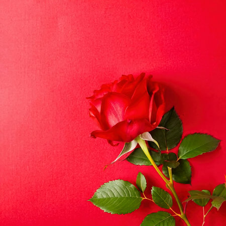 Flowers of beautiful blooming red rose isolated on red background.の素材