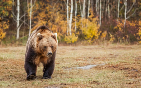 Kamchatka brown bear on a chainの素材
