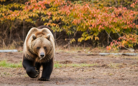 Kamchatka brown bear on a chainの素材