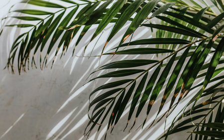 Palm tree leaves against white wall. Creative colorful minimalismの素材