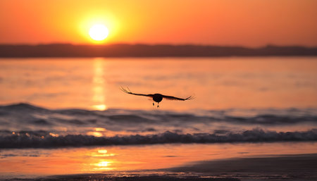 seagull fly againts sunset backgroundの素材